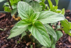 Hmm what to do with so much lime mint?